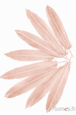 Fasan Swinhoe - 14-18 cm - beige